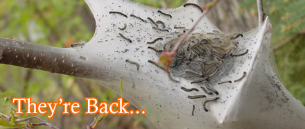 They’re Back…The Gypsy Moths