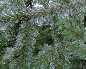 Ice Storm