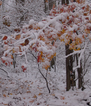 Winter has arrived early!