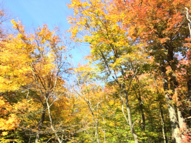Peak Fall Foliage